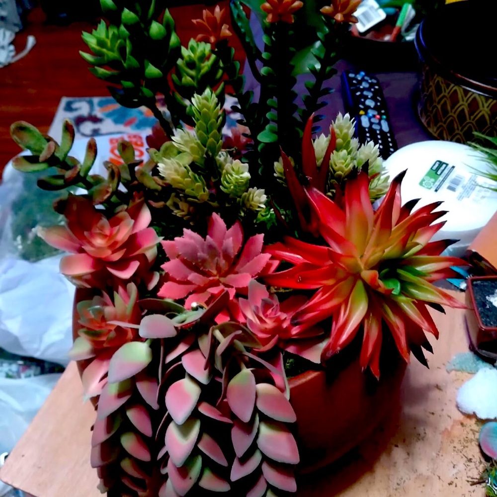 Succulent